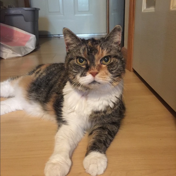 Other - Big Mama Kitty!! 🐾🐾🐱😻🐾🐾Rescue Kitty !!